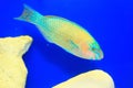 Palenose Parrotfish Royalty Free Stock Photo