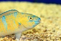 Palenose Parrotfish Royalty Free Stock Photo