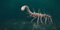 Hallucigenia, prehistoric aquatic animal from the Cambrian Period 3d paleoart illustration