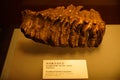 Paleolithic tooth fossil Paleolithic