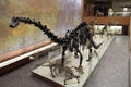 Paleontological Museum. Skulls and skeletons of dinosaurs