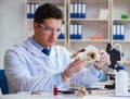 Paleontologist looking at extinct animal bone Royalty Free Stock Photo