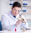 Paleontologist looking at extinct animal bone Royalty Free Stock Photo