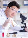 Paleontologist looking at extinct animal bone Royalty Free Stock Photo