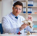 Paleontologist looking at extinct animal bone Royalty Free Stock Photo