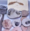 Paleontology fossils, adobe rgb