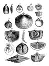 Paleozoic Brachiopods, vintage illustration