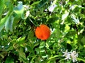 2017.04.25 Palermo botanical garden mandarin on the tree with leaves and branches