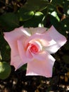 Palest Pink Beauty of a Rose