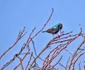 Palestine sun bird