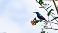 Palestine sunbird Cinnyris osea sitting on the flower branch Royalty Free Stock Photo