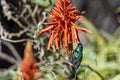 The Palestine sunbird Cinnyris osea, male, feeding on red flowers, Israel