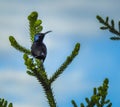 The Palestine sunbird Cinnyris osea sitting on a green tree branch. It is a small passerine bird of the sunbird family, Royalty Free Stock Photo