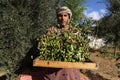 Palestinian family pluck olives from trees harvesting them whereupon he will extract from them olive oil during the annual harvest