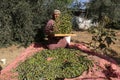 Palestinian family pluck olives from trees harvesting them whereupon he will extract from them olive oil during the annual harvest