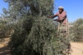 Palestinian family pluck olives from trees harvesting them whereupon he will extract from them olive oil during the annual harvest