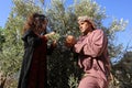 Palestinian family pluck olives from trees harvesting them whereupon he will extract from them olive oil during the annual harvest