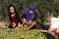 Palestinian family pluck olives from trees harvesting them whereupon he will extract from them olive oil during the annual harvest