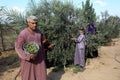 Palestinian family pluck olives from trees harvesting them whereupon he will extract from them olive oil during the annual harvest