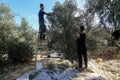 Palestinian family pluck olives from trees harvesting them whereupon he will extract from them olive oil during the annual harvest