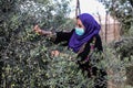 Palestinian family pluck olives from trees harvesting them whereupon he will extract from them olive oil during the annual harvest