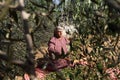 Palestinian family pluck olives from trees harvesting them whereupon he will extract from them olive oil during the annual harvest