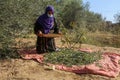 Palestinian family pluck olives from trees harvesting them whereupon he will extract from them olive oil during the annual harvest