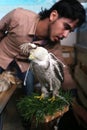 Palestinian man, loves to raise dangerous snakes and hawks at his home