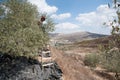 Palestinian olive harvest