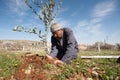 Palestinian olive tree planting
