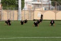 Palestinian police train on the football field in the Gaza Strip