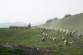 Palestinian shepherd in the West Bank Jordan Valley