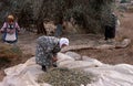 Palestinian women harvesting olives, Palestine