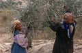 Palestinian women harvesting olives, Palestine