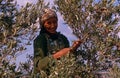A Palestinian women working in an olive grove.