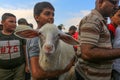 Palestinians muslims across the world start to buy cattle to be slaughtered for Eid al-Adha or Feast of the Sacrifice, in Gaza Str