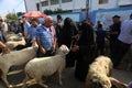 Palestinians muslims across the world start to buy cattle to be slaughtered for Eid al-Adha or Feast of the Sacrifice, in Gaza Str