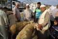 Palestinians muslims across the world start to buy cattle to be slaughtered for Eid al-Adha or Feast of the Sacrifice, in Gaza Str