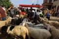 Palestinians muslims across the world start to buy cattle to be slaughtered for Eid al-Adha or Feast of the Sacrifice, in Gaza Str