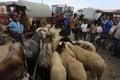 Palestinians muslims across the world start to buy cattle to be slaughtered for Eid al-Adha or Feast of the Sacrifice, in Gaza Str