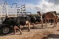 Palestinians prepare for the upcoming Muslim feast of Eid al-Adha