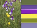 Palette of spring flowers. Color matching palette