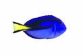 Palette surgeonfish Royalty Free Stock Photo