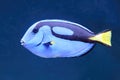 Palette surgeonfish (Paracanthurus hepatus Royalty Free Stock Photo