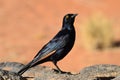 Palewinged starling