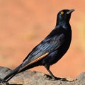 Palewinged starling