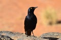 Palewinged starling,Namibia,Africa