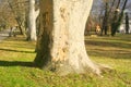 Old trees in the park near Palffy Manor house from the 17th century in park in Malacky Slovakia Royalty Free Stock Photo