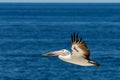 Palican flying over the sea Royalty Free Stock Photo