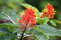Palicourea is a genus of flowering tropical plants Royalty Free Stock Photo